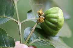 Pleiogynium solandri